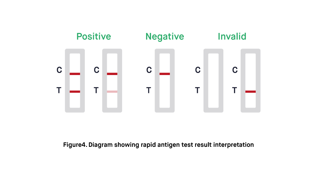 What Do My COVID 19 Rapid Antigen Test Results Mean