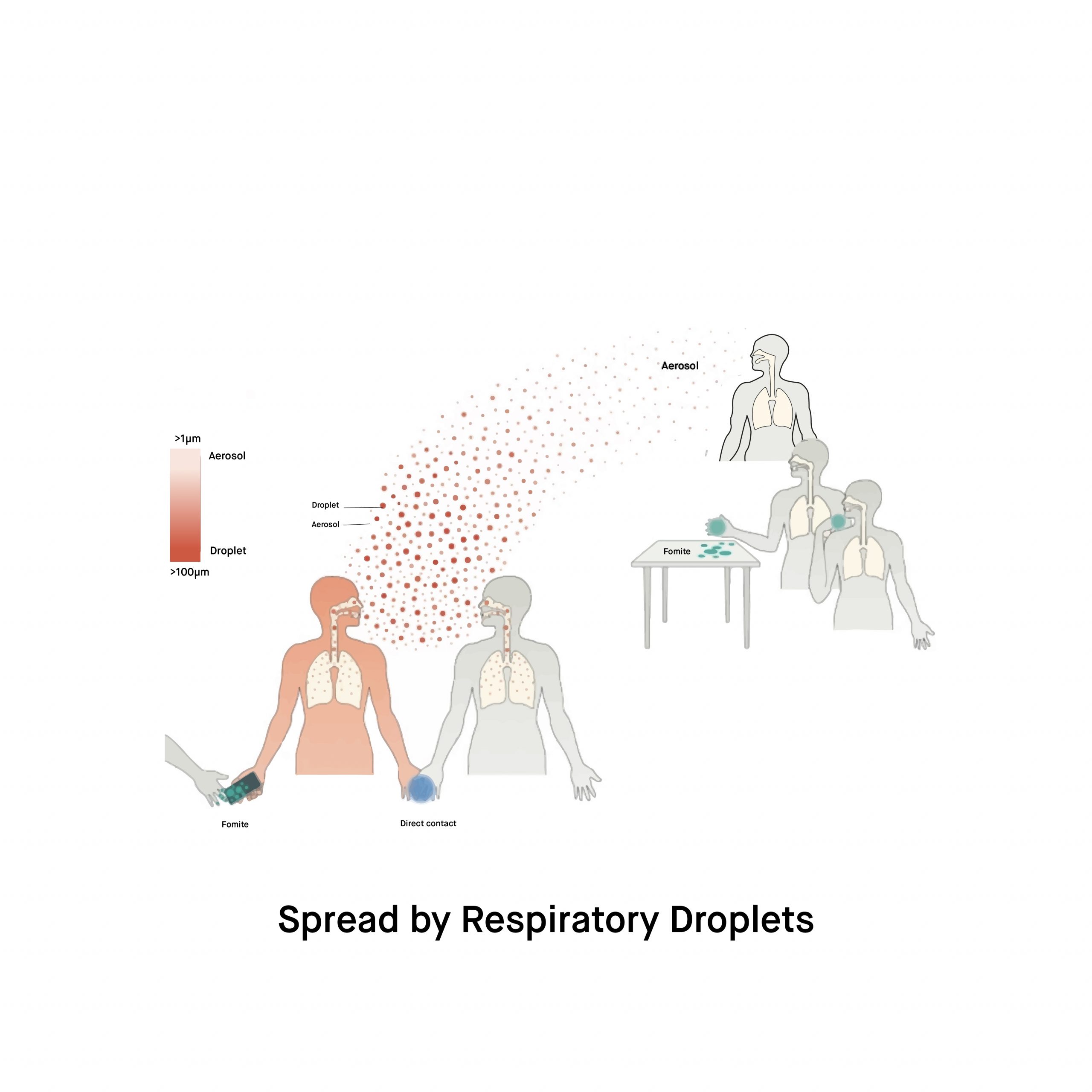 Is it true that monkeypox can be spread by respiratory droplets scaled
