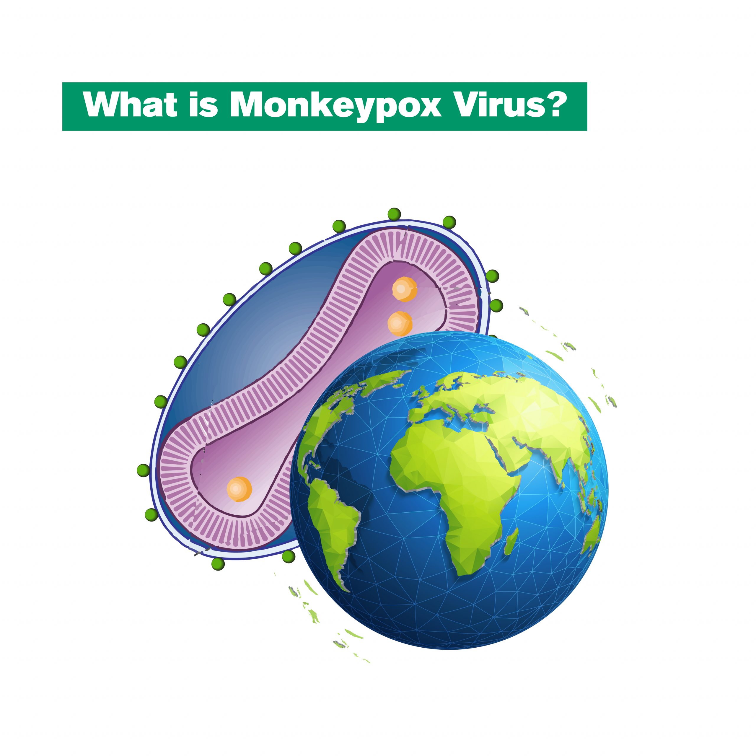 What is Monkeypox Virus scaled