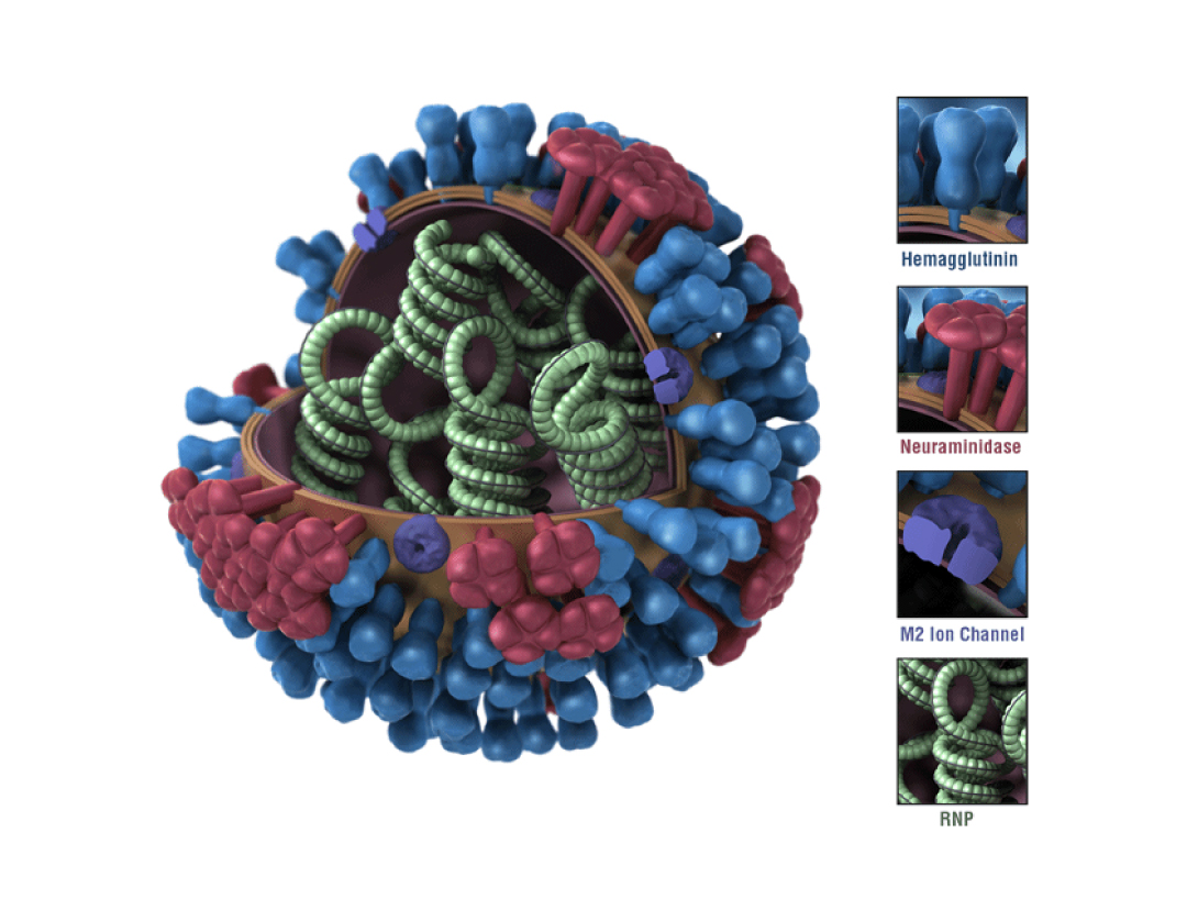 Similar to many other RNA genome viruses