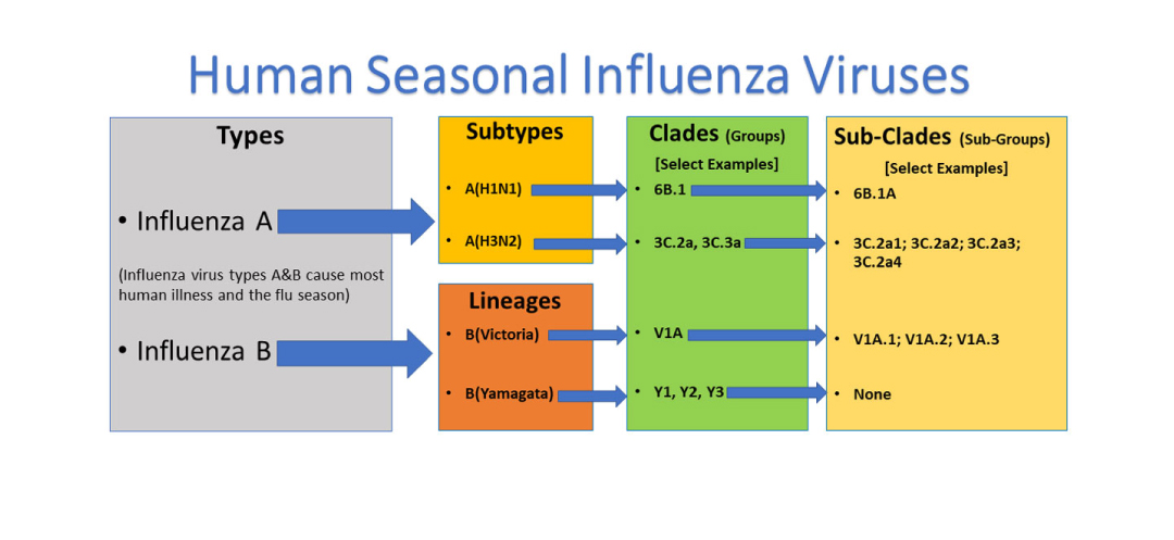 What are the differences between Influenza Type A and Influenza Type B