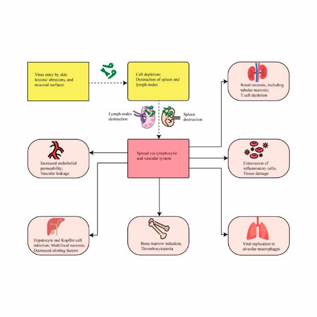 What is Marburg Virus Disease (MVD)? - Vitrosens Biotechnology - Human ...
