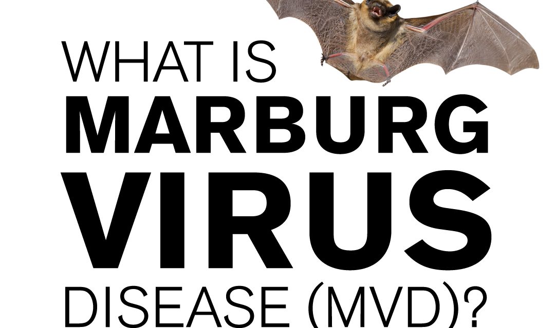 What is Marburg Virus Disease (MVD)?