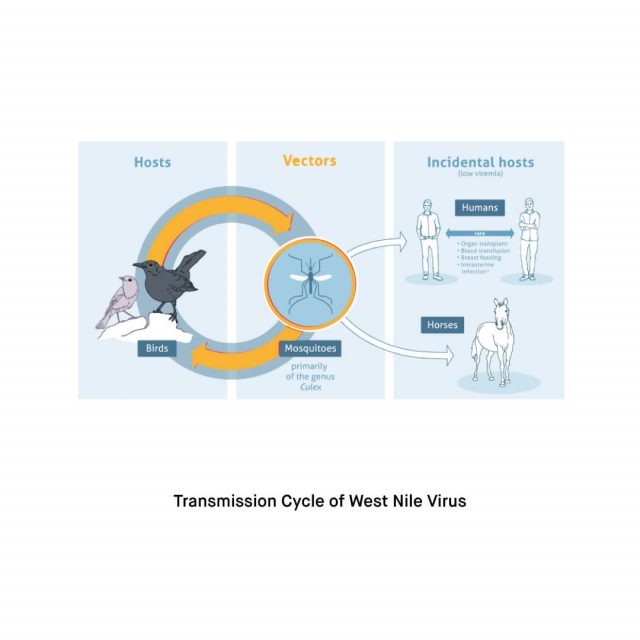 How does West Nile Virus WNV transmit