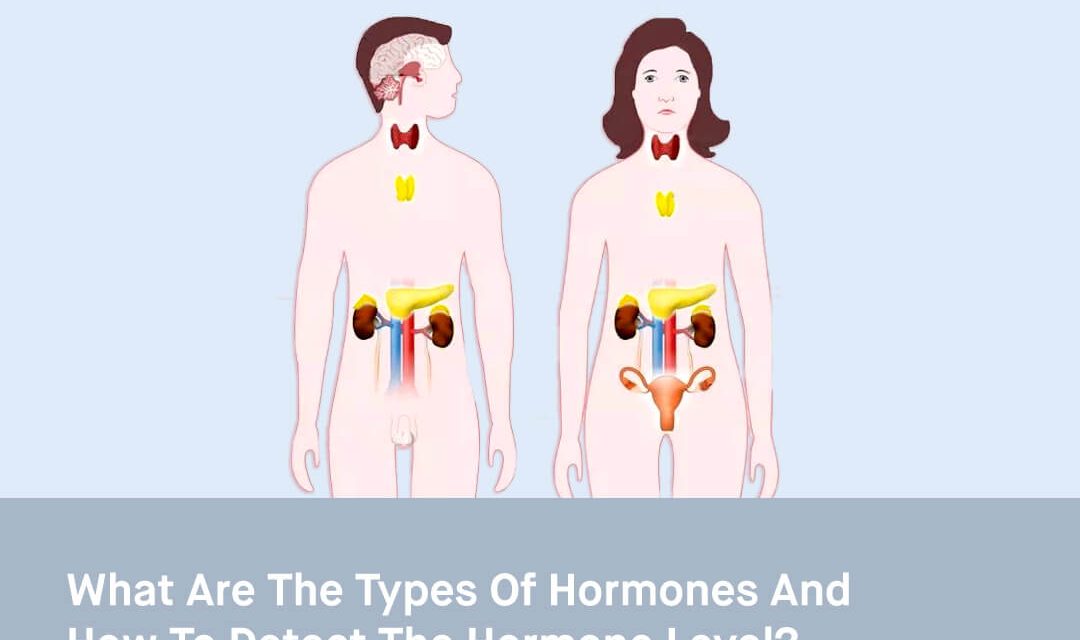 What are the Types of Hormones and How to Detect the Hormone Level?