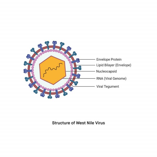 What is West Nile Virus-WNV