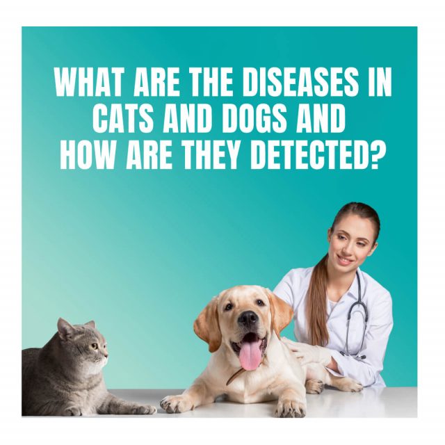 What are Common Diseases in Cats and Dogs and How Are They Detected vitrosens