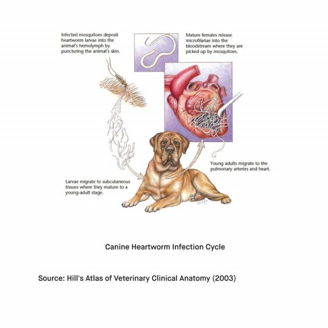 What is Canine Heartworm CHW