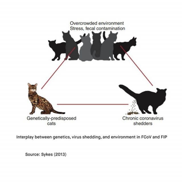 What is Feline and Canine Coronavirus FCoV CCV