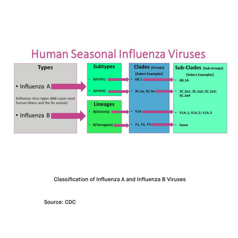 Flu Variations Annual Seasonal Flu Outbreaks Caused by Influenza A and B Virus ...