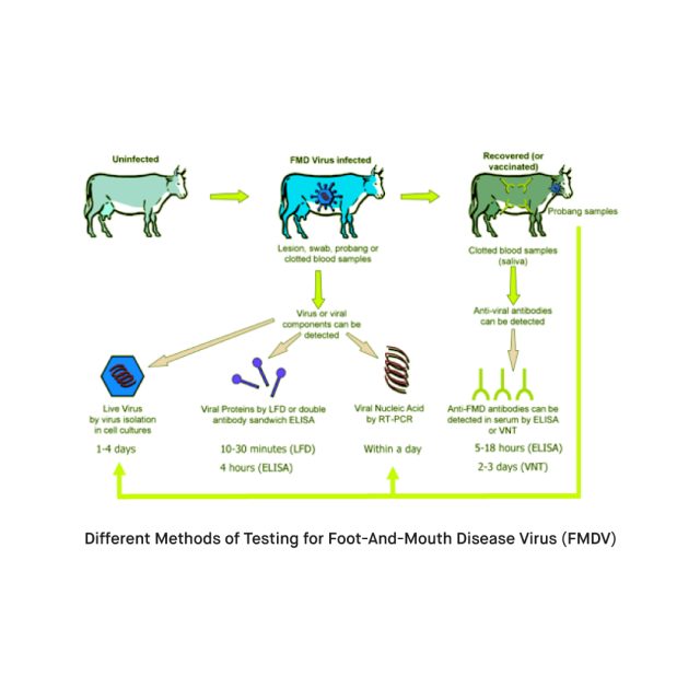 How Is Foot and Mouth Disease Virus FMDV Detected