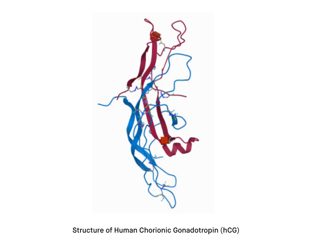 What is Beta Human Chorionic Gonadotropin Beta hCG