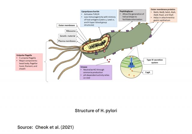 What is Helicobacter Pylori H. pylori