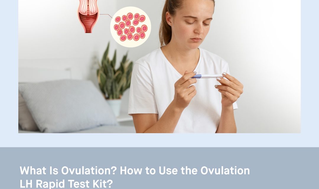 What is Ovulation? How to Use the Ovulation LH Rapid Test Kit?