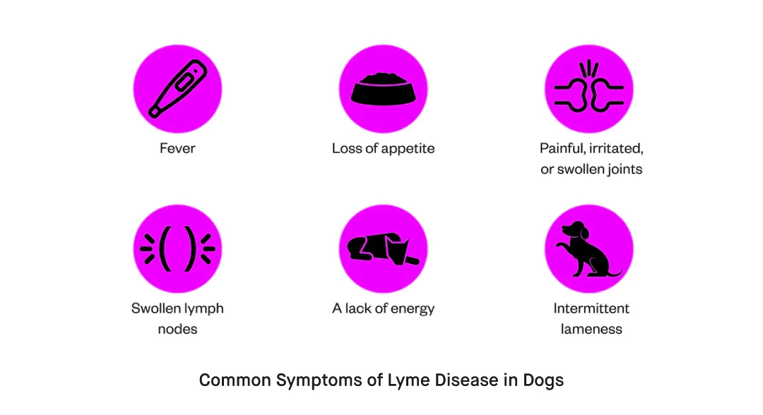 Gallery Detail: What Is Lyme Disease And How To Use The Lyme