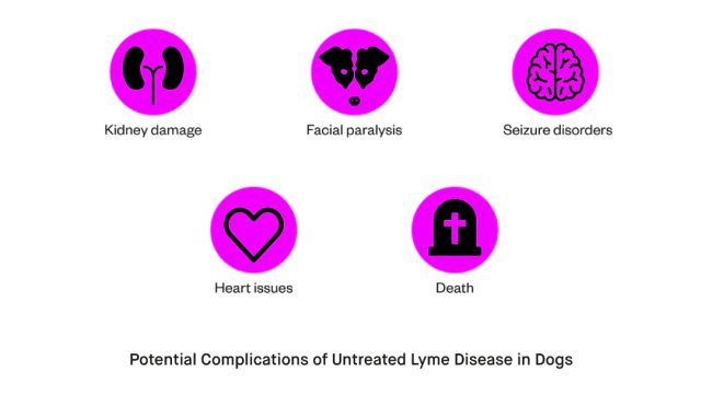 How does Lyme disease affect animal health