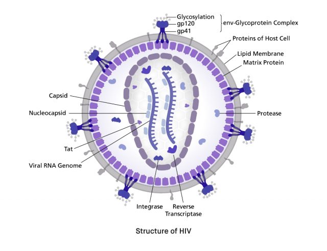 What is Human Immunodeficiency Virus HIV