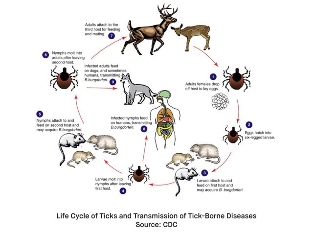 What is Lyme Disease 2