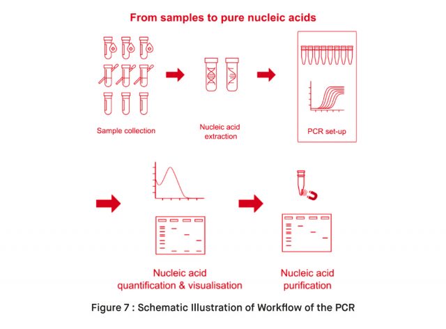 How to Use Sepsis Real Time qPCR Panel Detection Kit