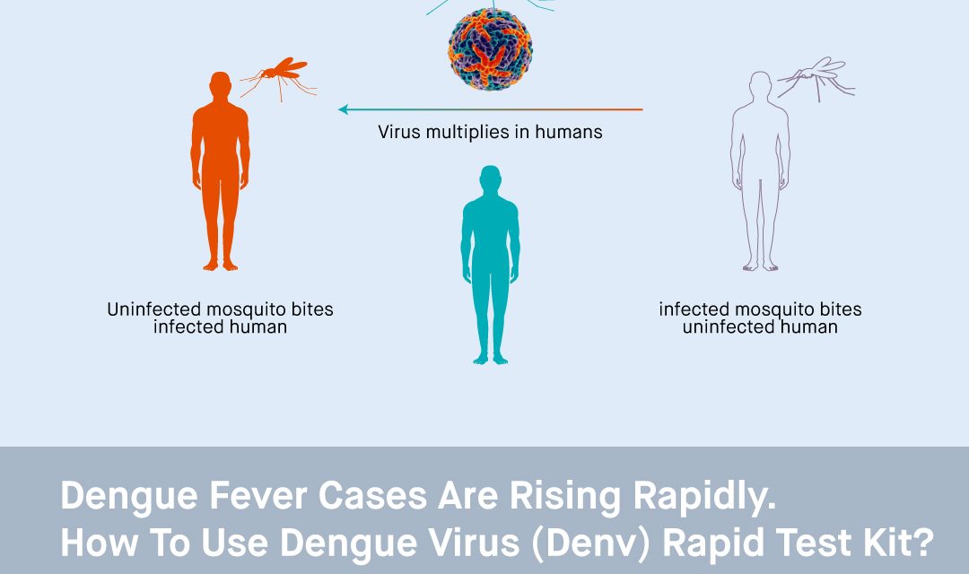 Dengue Fever Cases Are Rising Rapidly. How to Use Dengue Virus (DENV) Rapid Test Kit?