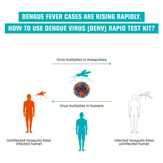 Dengue Fever Cases Are Rising Rapidly. How to Use Dengue Virus DENV Rapid Test Kit
