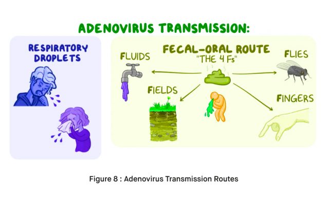 How is Adenovirus Transmitted