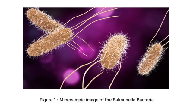 Microscopic image of the Salmonella Bacteria