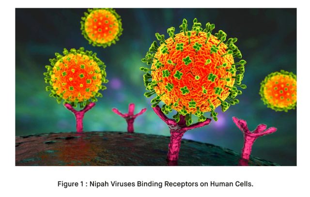 What is Nipah Virus NiV