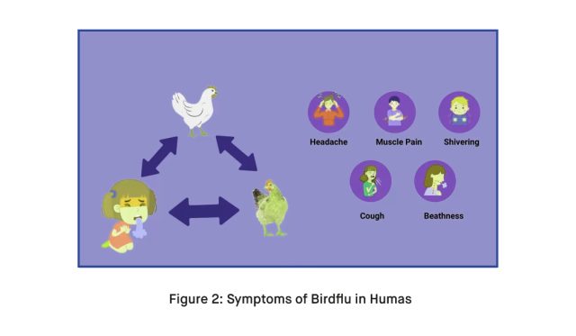 What Are the Symptoms of the Highly Pathogenic Avian Influenza A H5N1