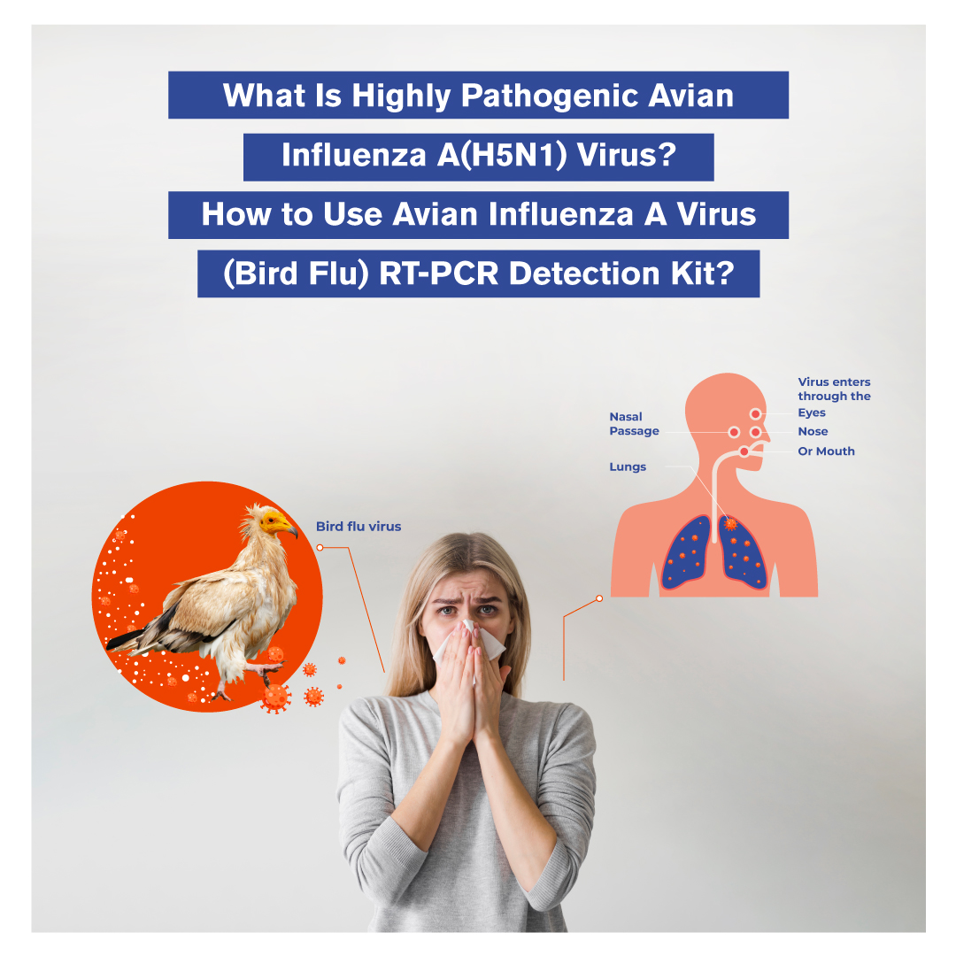 What Is Highly Pathogenic Avian Influenza A (H5N1) Virus? How to Use ...