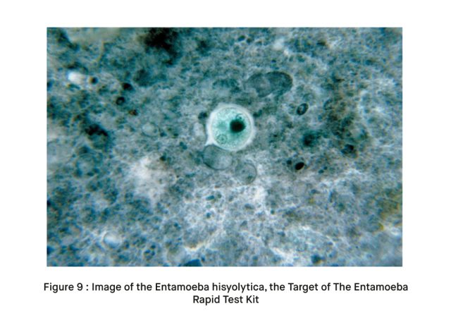 Image of the Entamoeba hisyolytica the Target of The Entamoeba Rapid Test Kit