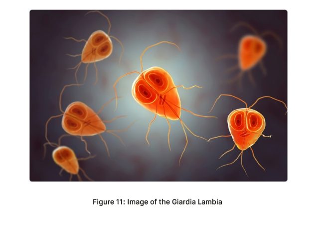 Image of the Giardia Lambia