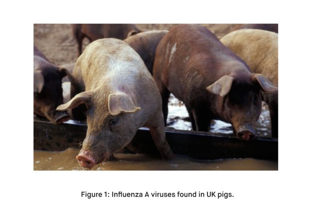 Influenza A viruses found in UK pigs.