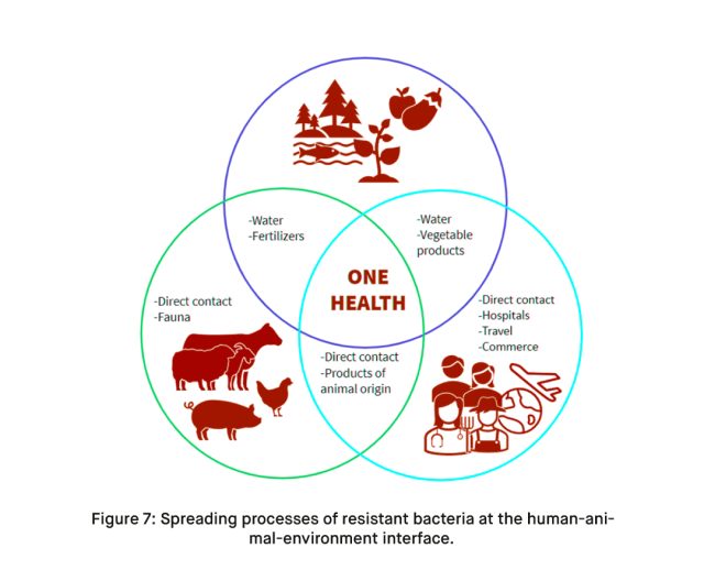 Spreading processes of resistant bacteria at the human animal environment interface.