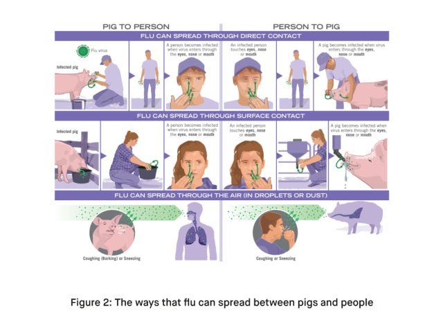 The ways that flu can spread between pigs and people
