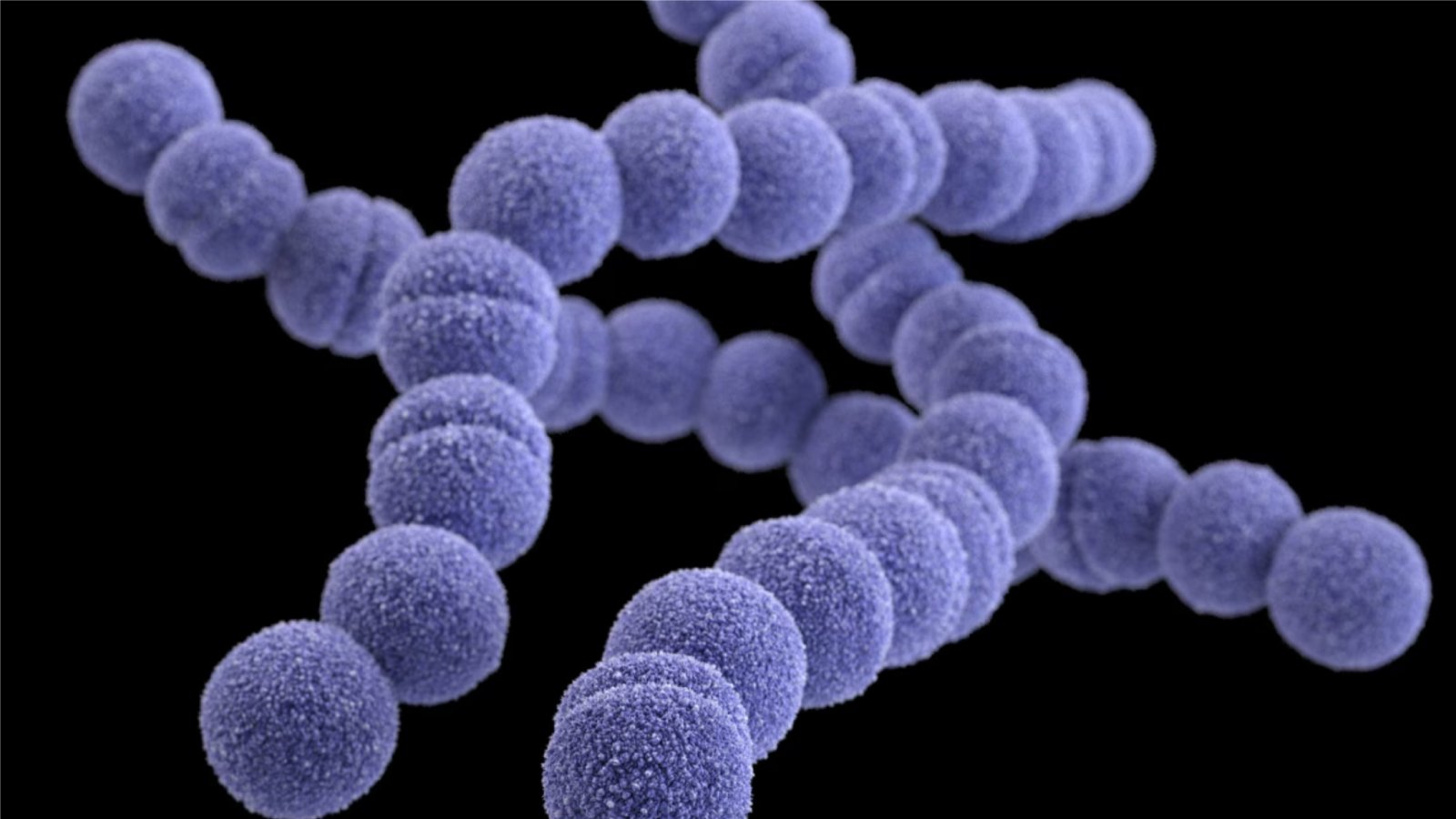 Figure 1: Microscopic view of Group A Streptococcus bacterium