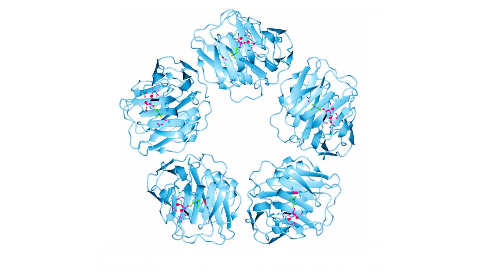 Figure 1. Pentameric structure of C-Reactive Protein 