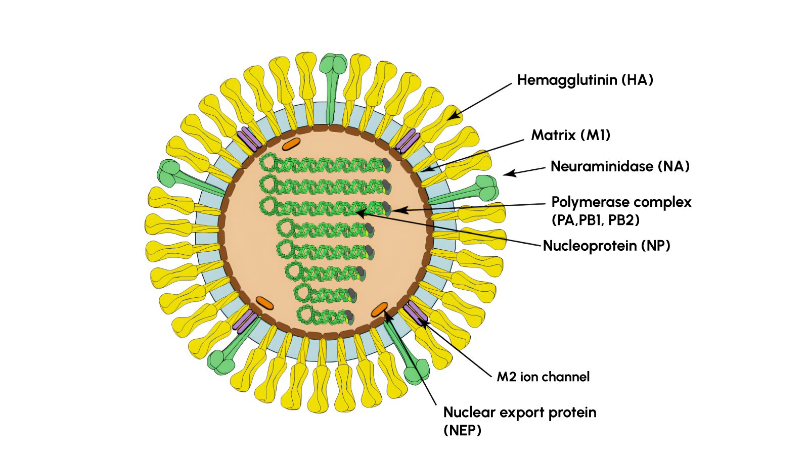 Figure2. Structural diagram of an Influenza A virion, illustrating key viral components including RNA segments, surface proteins, and lipid envelope