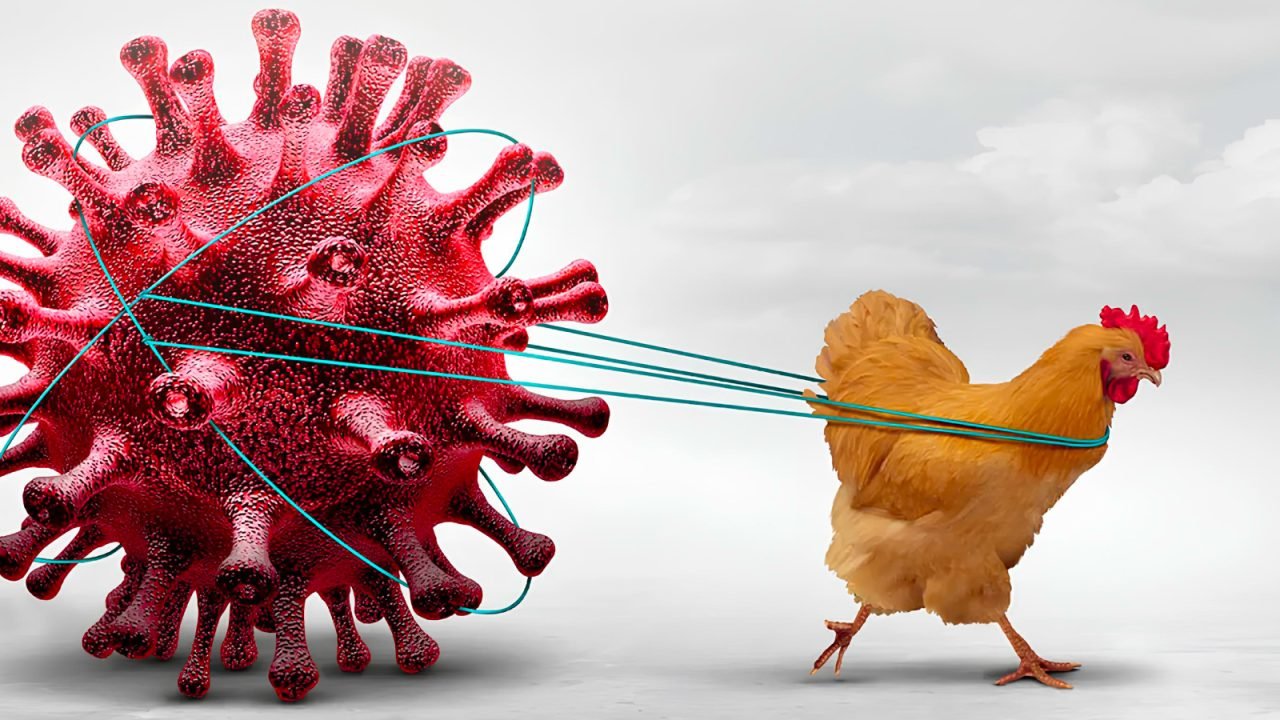 Targeting Avian Influenza: Fast and Accurate Detection with RapidFor™