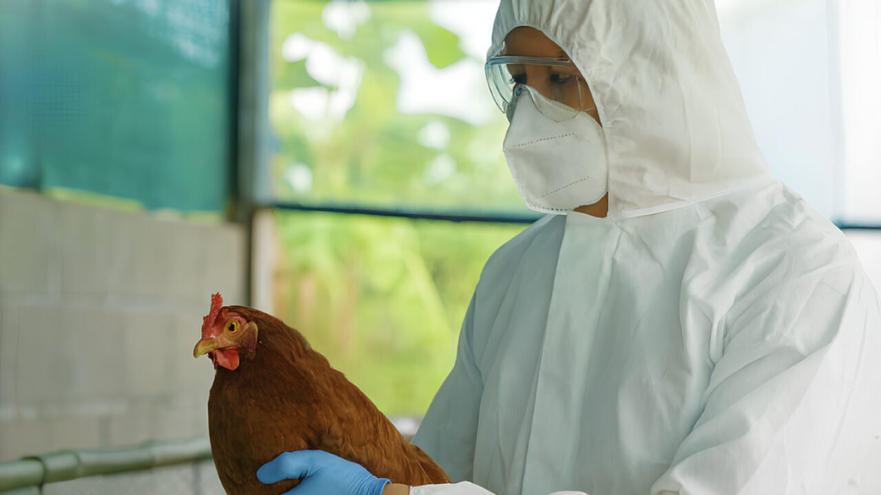 Understanding the First Human H5N5 Case and How Integrated Rapid Testing Supports Respiratory and Avian Influenza Surveillance
