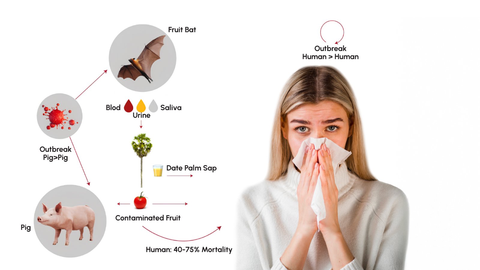 The Nipah Virus Threat in India: Understanding the Outbreak and the Critical Role of ChainFor us Nipah PCR Kit 2 Figure 2. Transmission pathway diagram showing bat-to-human, animal-to-human, and human-to-human Nipah virus transmission routes