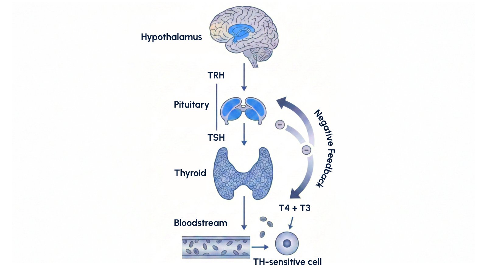 Comprehensive Thyroid Function Testing: The RapidFor TSH/T3/T4 Combo FIA Test Kit 1 Figure 1: Diagram illustrating the hypothalamic-pituitary-thyroid axis feedback loop