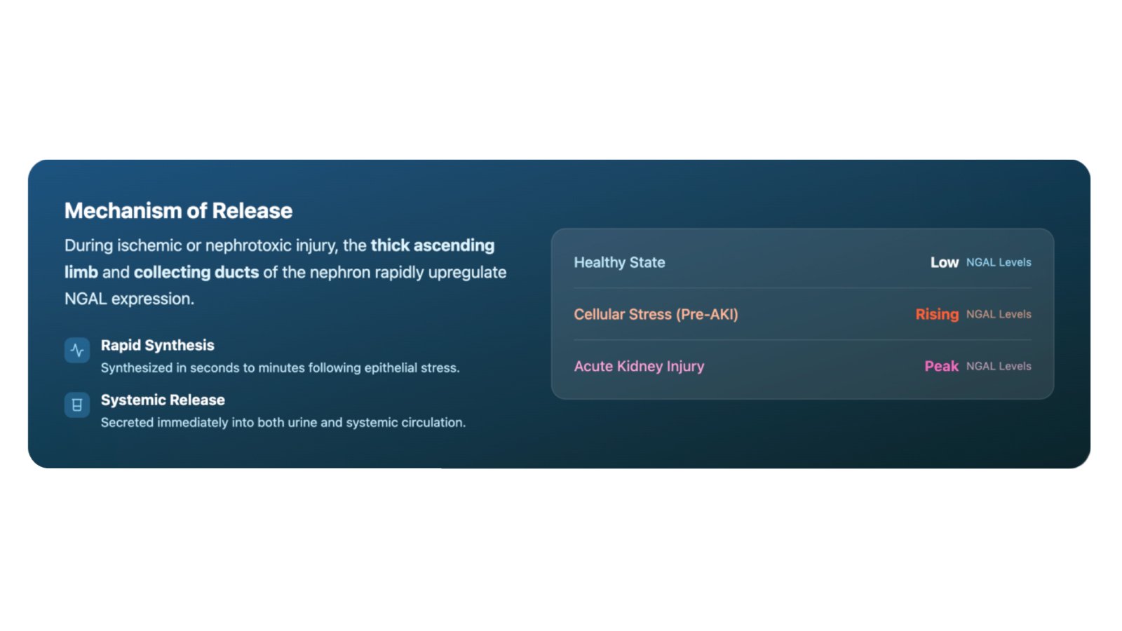 Figure 3: Illustration showing NGAL Mechanism of Release