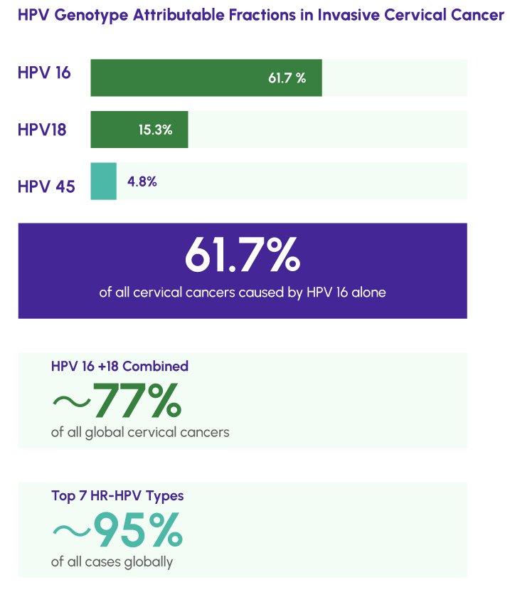 Figure 2: Bar chart illustrating global attributable fractions (%) of each high-risk HPV genotype in invasive cervical cancer -with HPV 16 (61.7%) and HPV 18 (15.3%) highlighted -based on the 2024 Lancet systematic meta-analysis