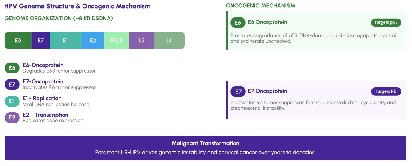 Figure 1: Schematic diagram illustrating HPV genome structure -highlighting E6/E7 oncoproteins, L1/L2 capsid proteins, and the molecular pathway from HR-HPV persistent infection to cervical malignant transformation