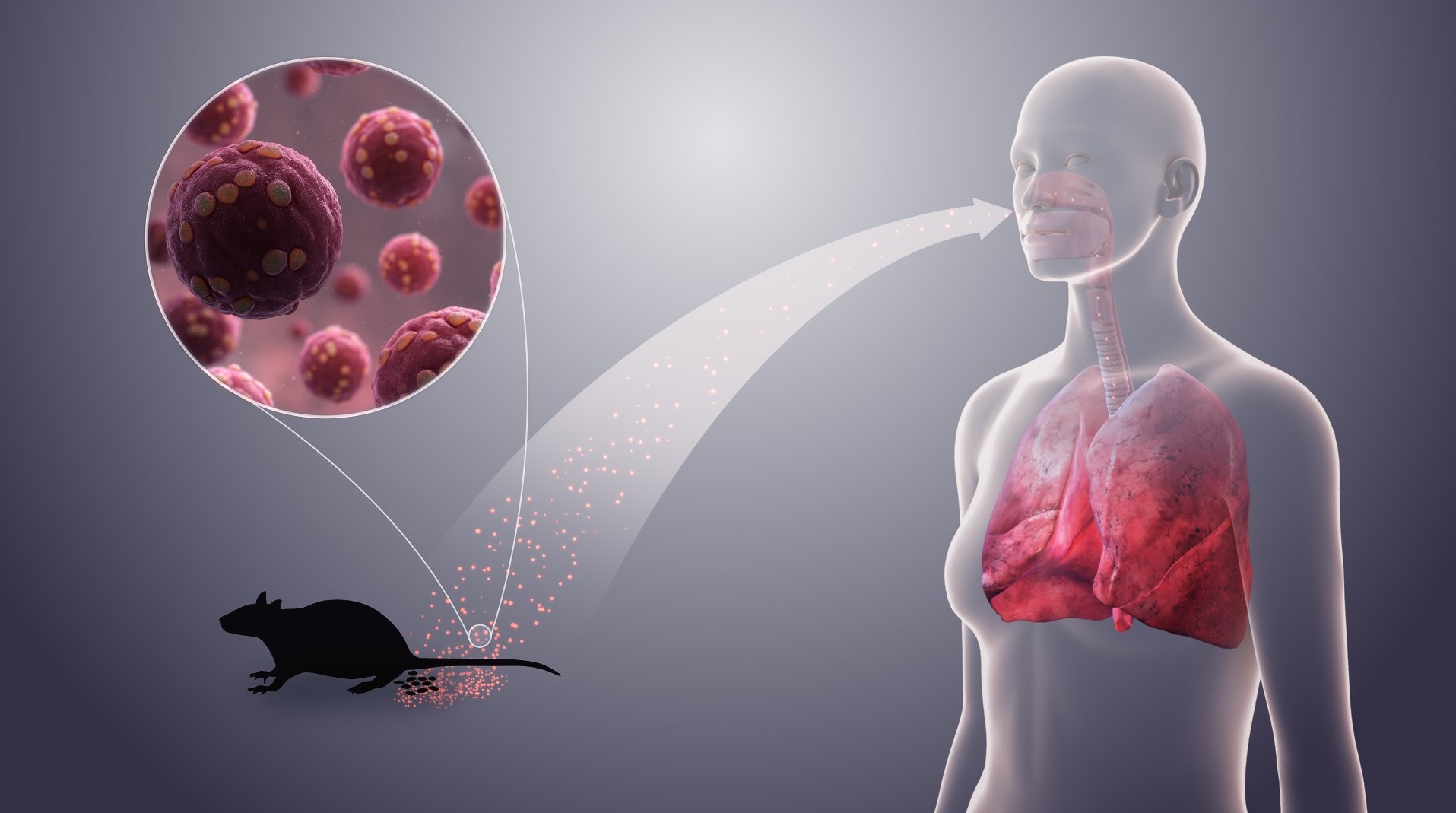 Hantavirus: From Early Infection to Clinical Symptoms