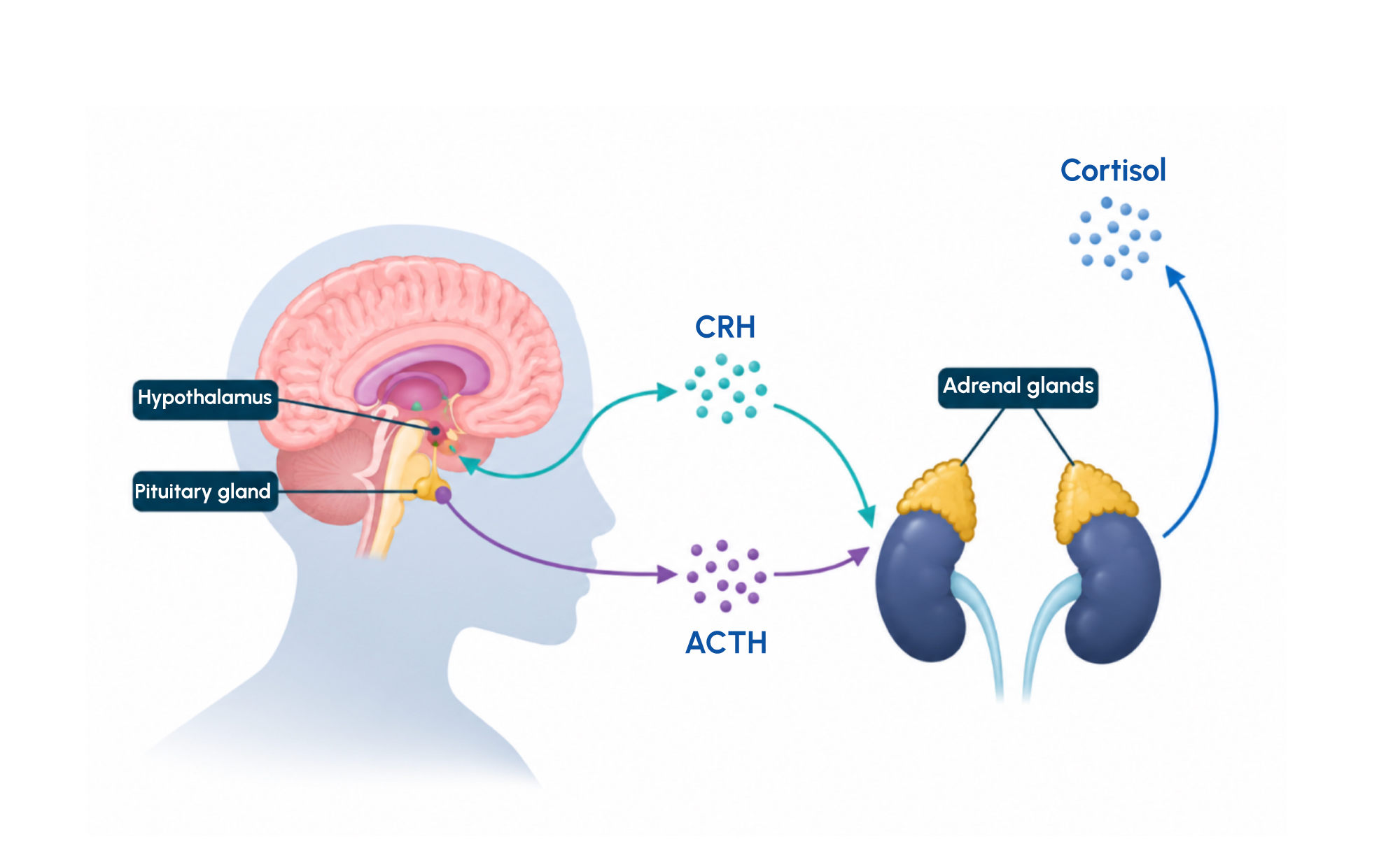 Figure 1: Cortisol production is regulated through the hypothalamic-pituitary-adrenal axis, linking the body’s stress response to adrenal function.