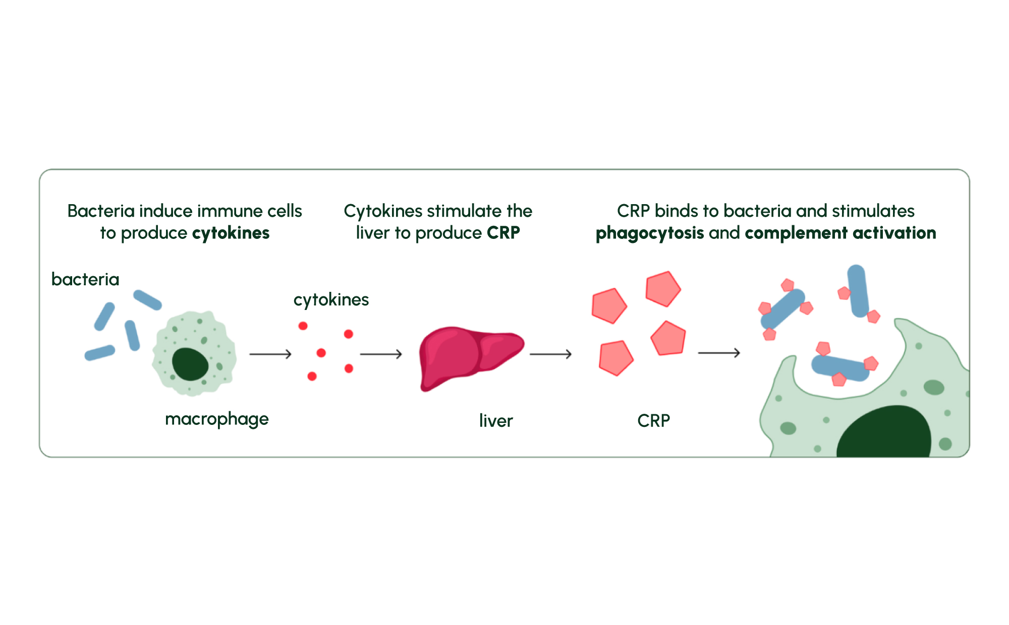 Figure 1: CRP production is triggered by inflammatory signals and plays a role in the body’s immune response.