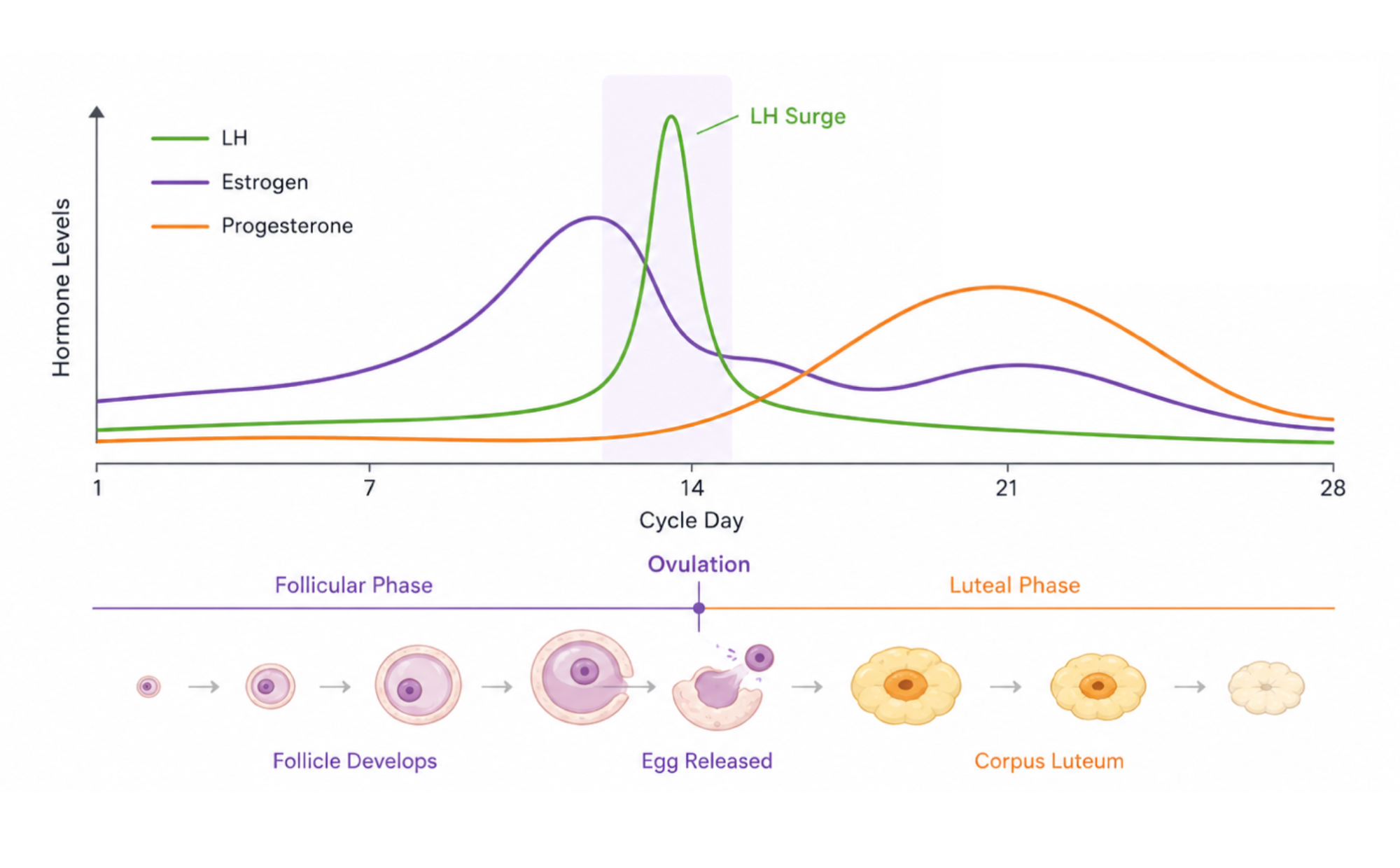 Figure 1: Hormonal changes during the menstrual cycle, highlighting the LH surge associated with approaching ovulation. 