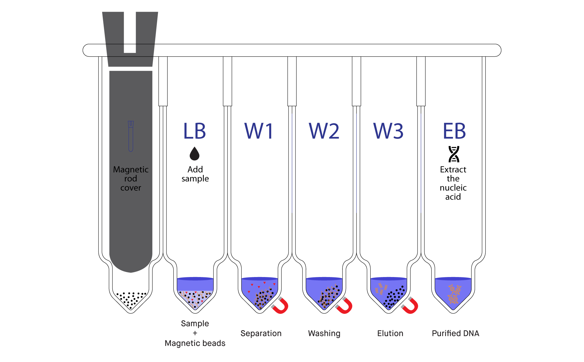 Figure 2: General workflow of magnetic bead-based nucleic acid purification using magnetic bead technology.